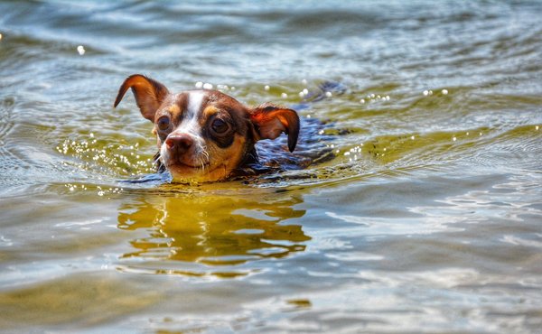 Quels sont les meilleurs conseils pour débuter dans l'apiculture urbaine ?